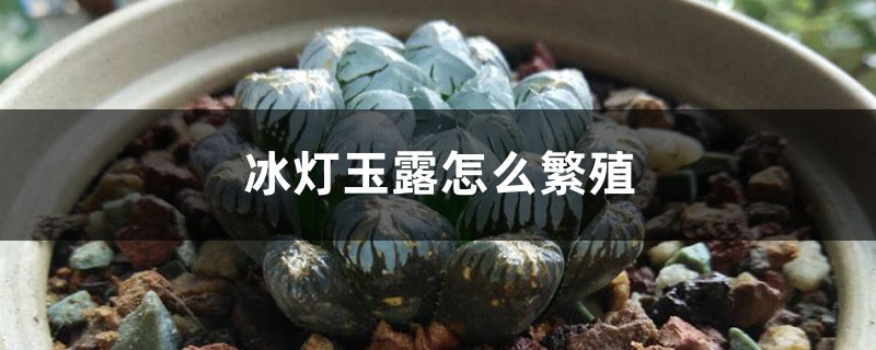冰灯玉露怎么繁殖 冰灯玉露怎么繁殖