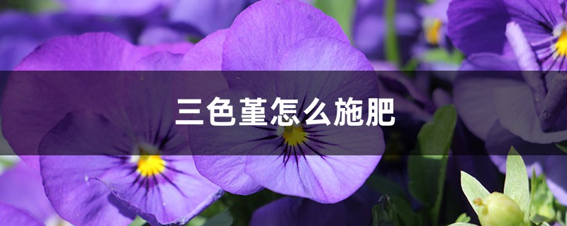 三色堇怎么施肥 三色堇怎么施肥
