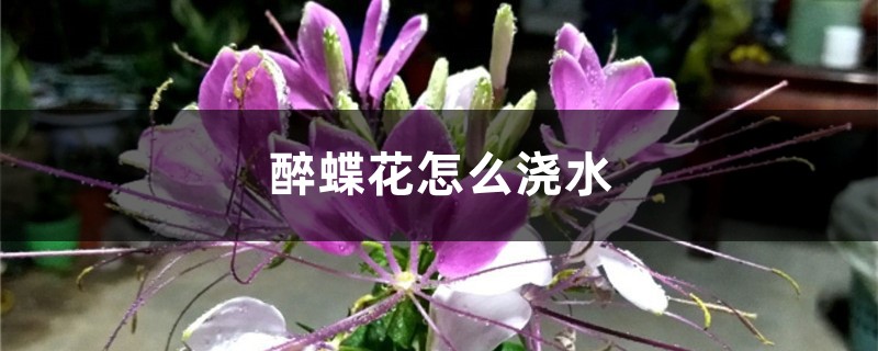 醉蝶花怎么浇水 醉蝶花怎么浇水