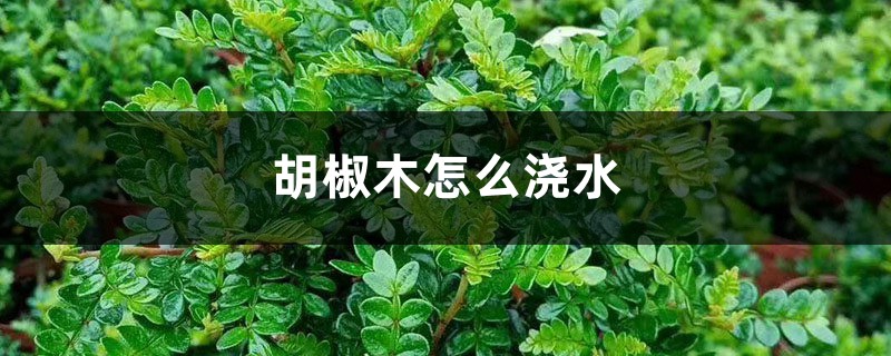 胡椒木怎么浇水 胡椒木怎么浇水