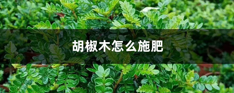 胡椒木怎么施肥 胡椒木怎么施肥