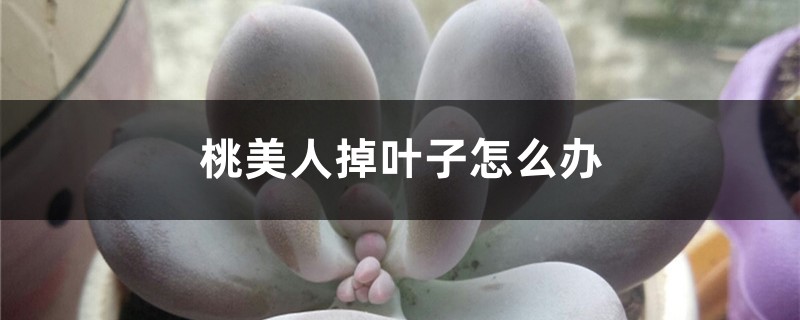 桃美人掉叶子怎么办 桃美人掉叶子怎么办