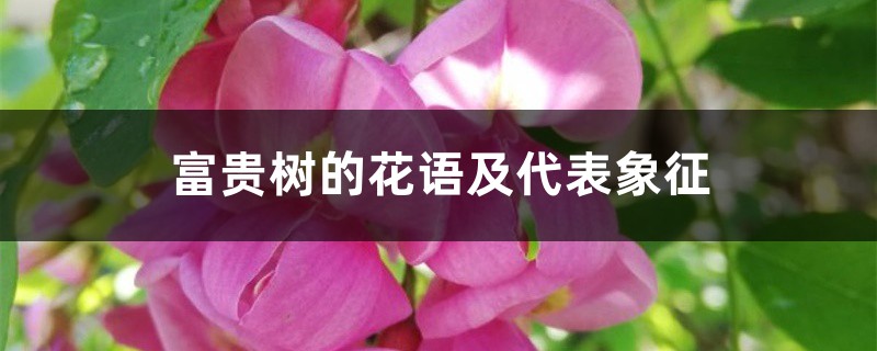 富贵树的花语及代表象征 富贵树的花语及代表象征