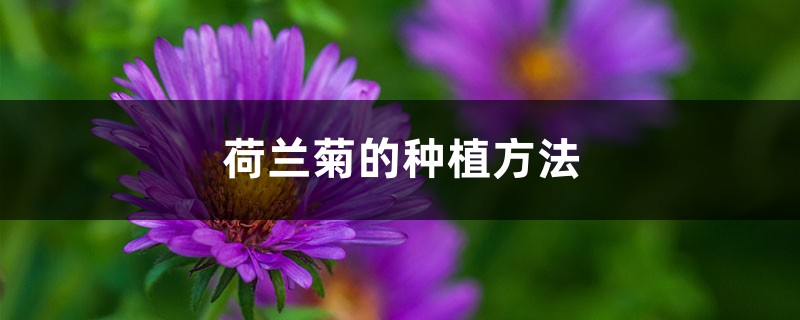 荷兰菊的种植方法 荷兰菊的种植方法