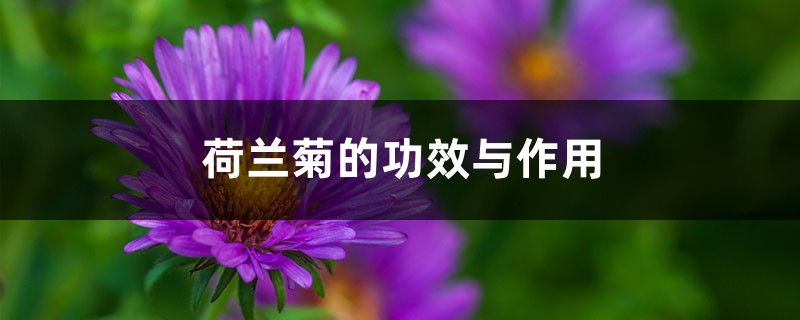荷兰菊的功效与作用 荷兰菊的功效与作用