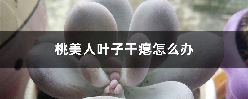 桃美人叶子干瘪怎么办 桃美人叶子干瘪怎么办