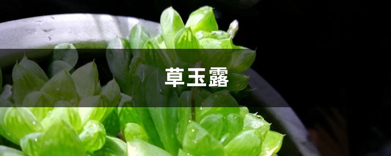 草玉露怎么浇水,这样浇叶子更透亮了! 草玉露怎么浇水,这样浇叶子更透亮了!