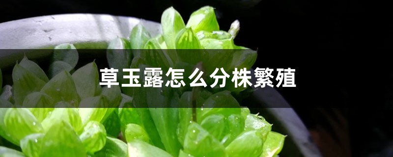 草玉露怎么分株繁殖 草玉露怎么分株繁殖