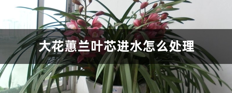 大花蕙兰叶芯进水怎么处理 大花蕙兰叶芯进水怎么处理