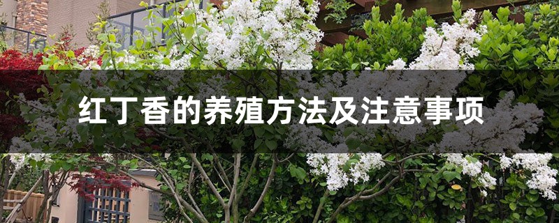 红丁香的养殖方法及注意事项 红丁香的养殖方法及注意事项