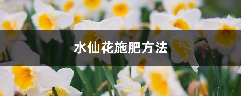 水仙花施肥方法 水仙花施肥方法