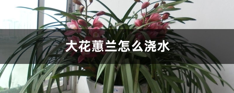 大花蕙兰怎么浇水 大花蕙兰怎么浇水