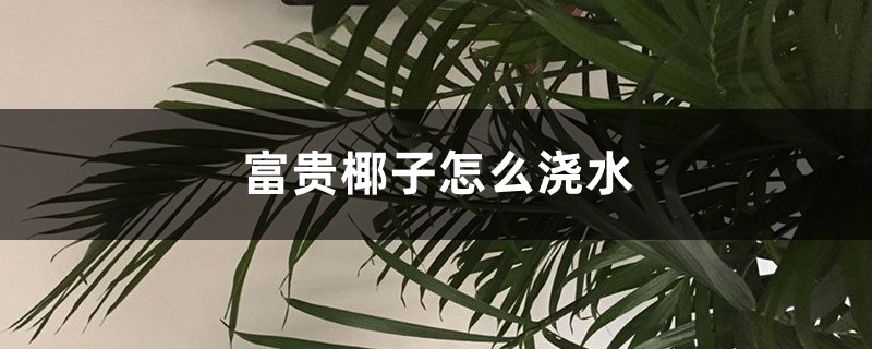 富贵椰子怎么浇水 富贵椰子怎么浇水