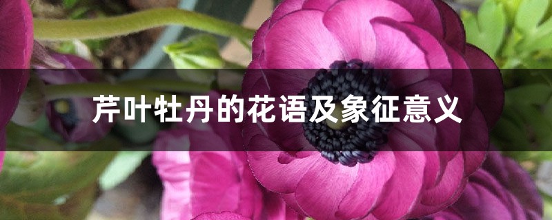 芹叶牡丹的花语及象征意义 芹叶牡丹的花语及象征意义