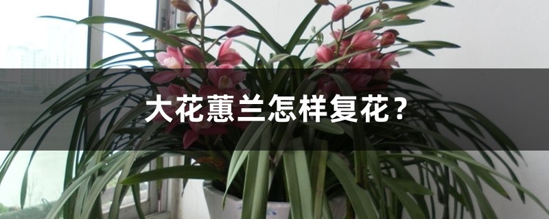 大花蕙兰怎样复花? 大花蕙兰怎样复花?