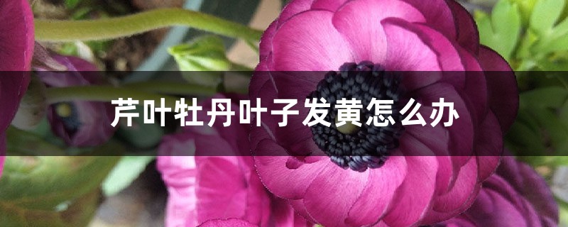 芹叶牡丹叶子发黄怎么办 芹叶牡丹叶子发黄怎么办