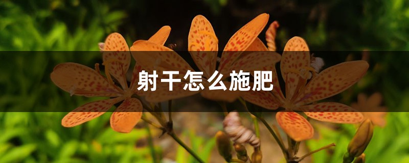 射干怎么施肥 射干怎么施肥