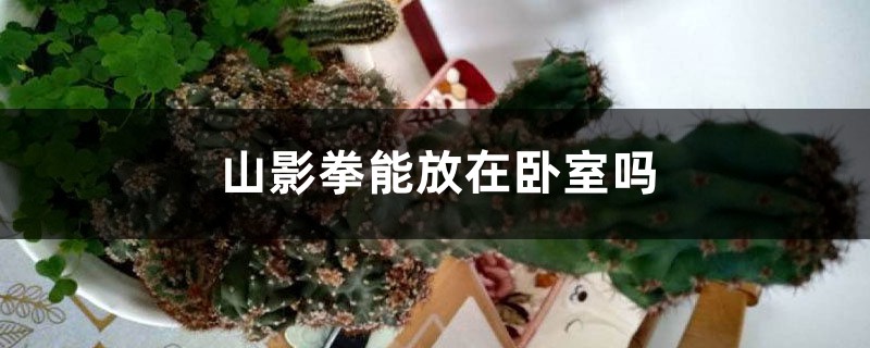 山影拳能放在卧室吗 山影拳能放在卧室吗