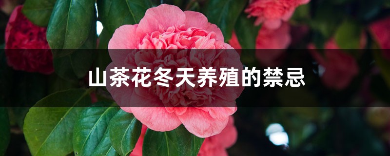 山茶花冬天养殖的禁忌 山茶花冬天养殖的禁忌