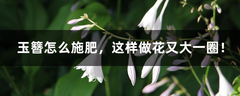 玉簪怎么施肥,这样做花又大一圈! 玉簪怎么施肥,这样做花又大一圈!