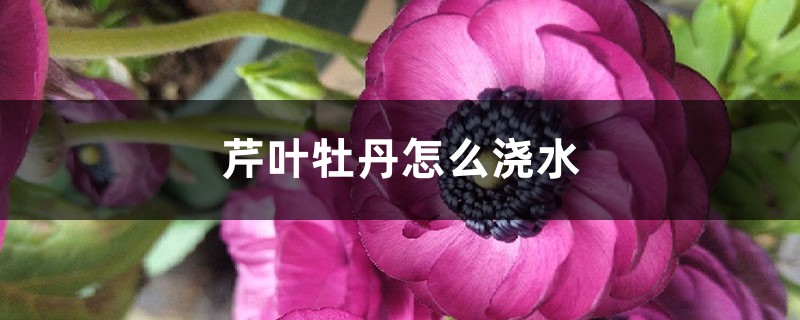芹叶牡丹怎么浇水 芹叶牡丹怎么浇水