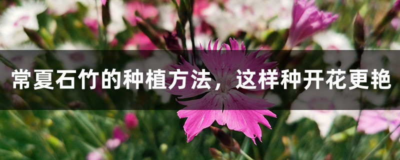 常夏石竹的种植方法,这样种开花更艳 常夏石竹的种植方法,这样种开花更艳