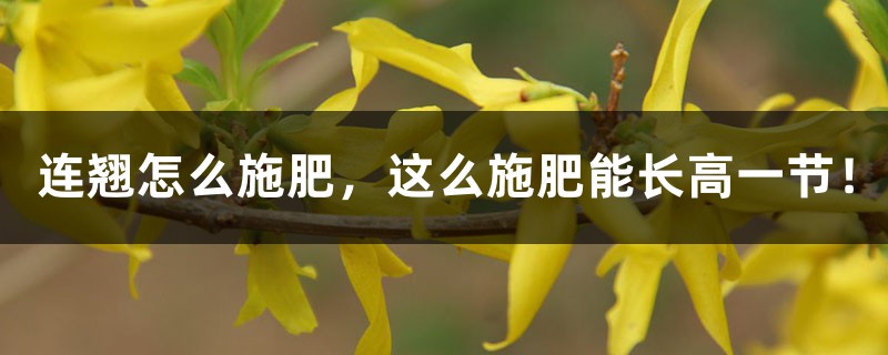 连翘怎么施肥,这么施肥能长高一节! 连翘怎么施肥,这么施肥能长高一节!