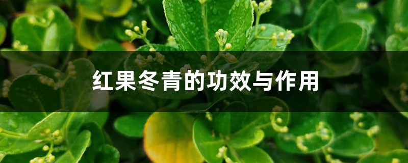 红果冬青的功效与作用 红果冬青的功效与作用