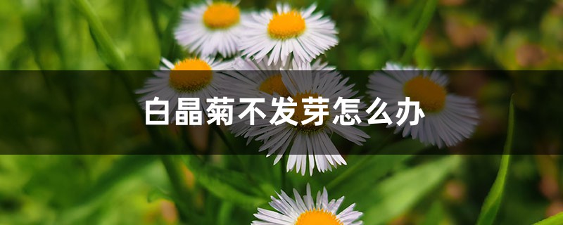 白晶菊不发芽怎么办 白晶菊不发芽怎么办