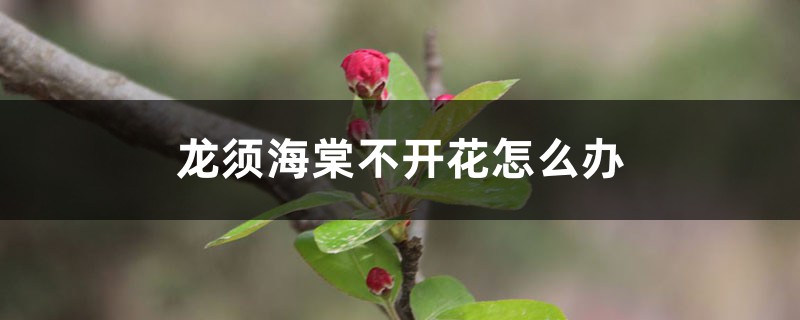 龙须海棠不开花怎么办 龙须海棠不开花怎么办