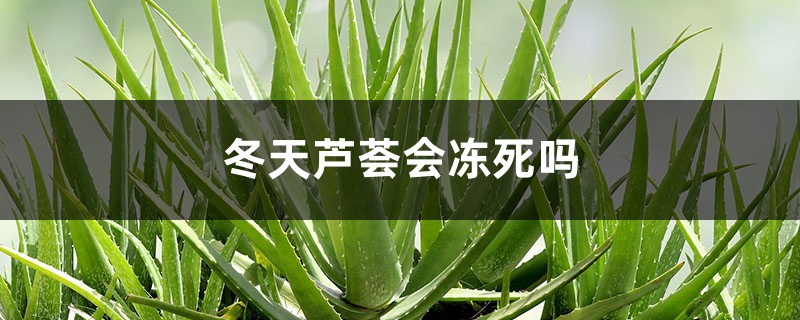 冬天芦荟会冻死吗 冬天芦荟会冻死吗