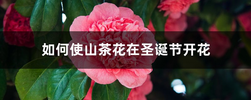 如何使山茶花在圣诞节开花 如何使山茶花在圣诞节开花