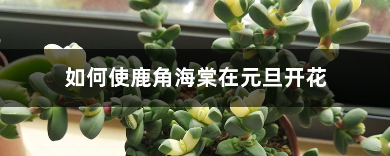 如何使鹿角海棠在元旦开花 如何使鹿角海棠在元旦开花