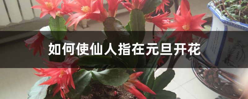 如何使仙人指在元旦开花 如何使仙人指在元旦开花