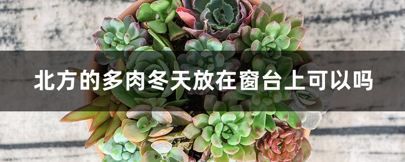 北方的多肉冬天放在窗台上可以吗 北方的多肉冬天放在窗台上可以吗