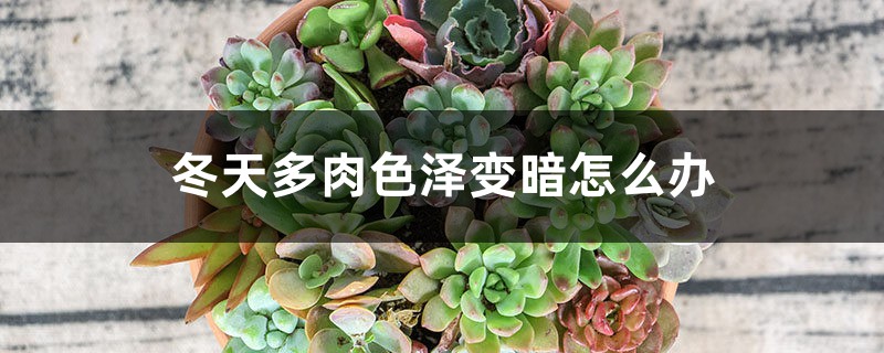冬天多肉色泽变暗怎么办 冬天多肉色泽变暗怎么办