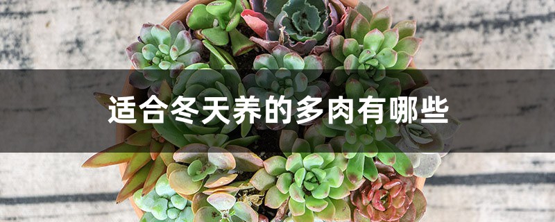 适合冬天养的多肉有哪些 适合冬天养的多肉有哪些