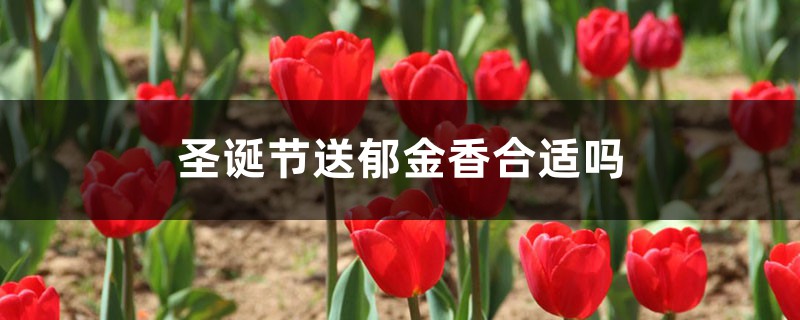 圣诞节送郁金香合适吗 圣诞节送郁金香合适吗
