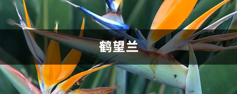 鹤望兰冬天养殖的禁忌,这三点很重要! 鹤望兰冬天养殖的禁忌,这三点很重要!