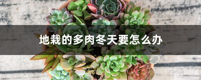 地栽的多肉冬天要怎么办 地栽的多肉冬天要怎么办