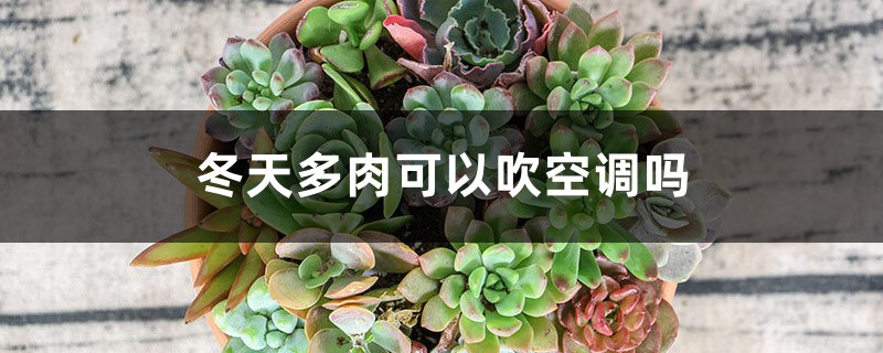冬天多肉可以吹空调吗 冬天多肉可以吹空调吗