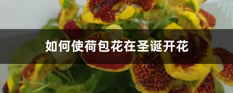 如何使荷包花在圣诞开花 如何使荷包花在圣诞开花