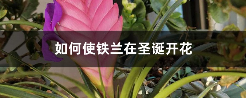 如何使铁兰在圣诞开花 如何使铁兰在圣诞开花