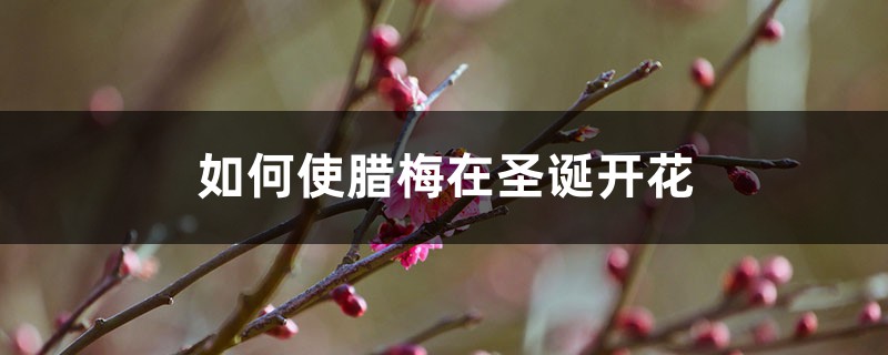 如何使腊梅在圣诞开花 如何使腊梅在圣诞开花