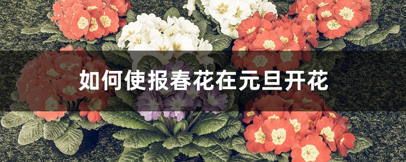 如何使报春花在元旦开花 如何使报春花在元旦开花