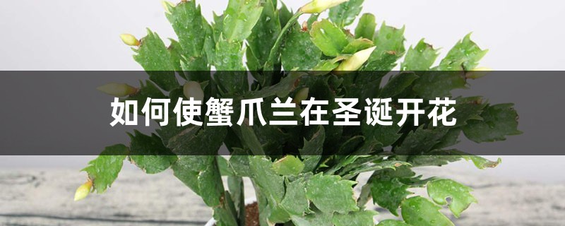 如何使蟹爪兰在圣诞开花 如何使蟹爪兰在圣诞开花