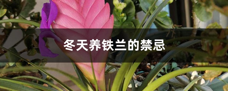 冬天养铁兰的禁忌 冬天养铁兰的禁忌
