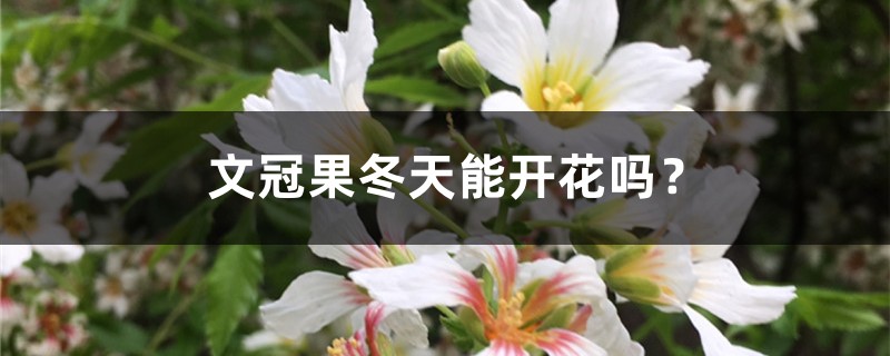 文冠果冬天能开花吗? 文冠果冬天能开花吗?