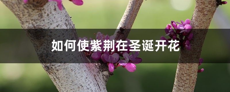 如何使紫荆在圣诞开花 如何使紫荆在圣诞开花
