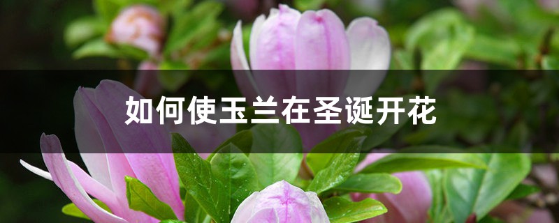 如何使玉兰在圣诞开花 如何使玉兰在圣诞开花